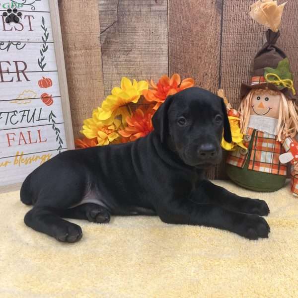 Melanistic – Diamond, Doberman Pinscher Puppy